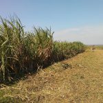 Sugar fields