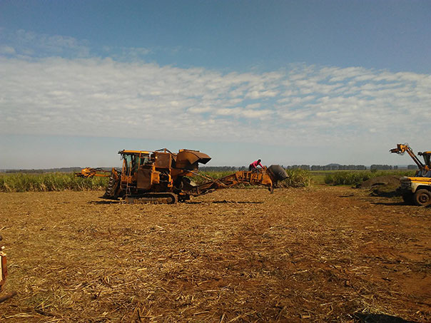 Sugar Cane Fields