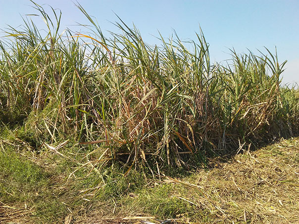Organic Sugar field