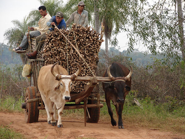 organic sugar mill